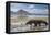 Komodo Dragon (Varanus Komodoensis) Walking with Tongue Extended on Beach-Mark Macewen-Framed Premier Image Canvas