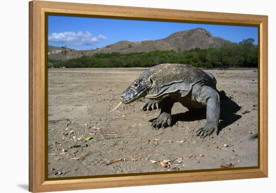 Komodo Dragon-Peter Scoones-Framed Premier Image Canvas