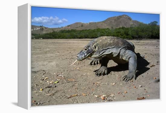 Komodo Dragon-Peter Scoones-Framed Premier Image Canvas