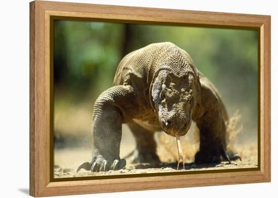 Komodo Dragon-Adrian Warren-Framed Premier Image Canvas