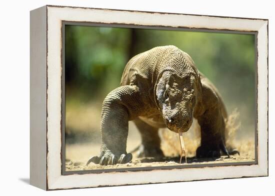 Komodo Dragon-Adrian Warren-Framed Premier Image Canvas