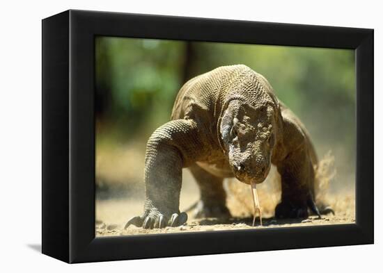 Komodo Dragon-Adrian Warren-Framed Premier Image Canvas