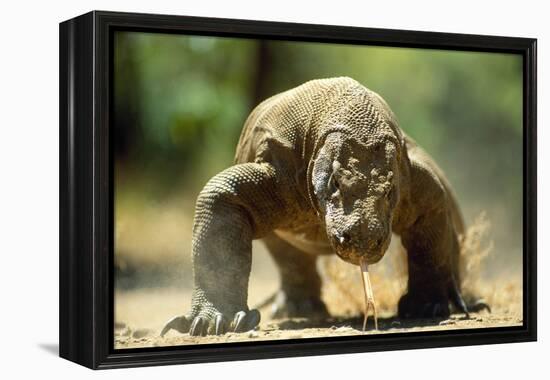 Komodo Dragon-Adrian Warren-Framed Premier Image Canvas