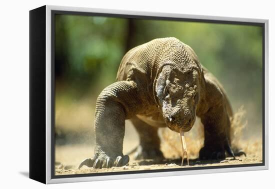 Komodo Dragon-Adrian Warren-Framed Premier Image Canvas