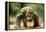 Komodo Dragon-Adrian Warren-Framed Premier Image Canvas