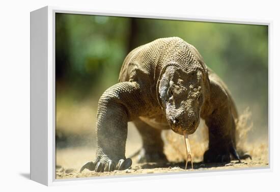 Komodo Dragon-Adrian Warren-Framed Premier Image Canvas