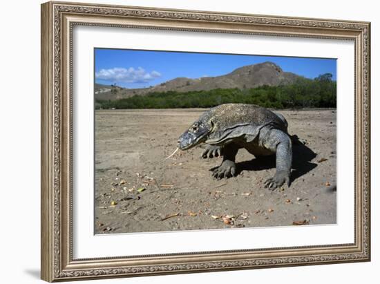 Komodo Dragon-Peter Scoones-Framed Photographic Print
