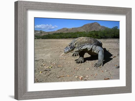 Komodo Dragon-Peter Scoones-Framed Photographic Print