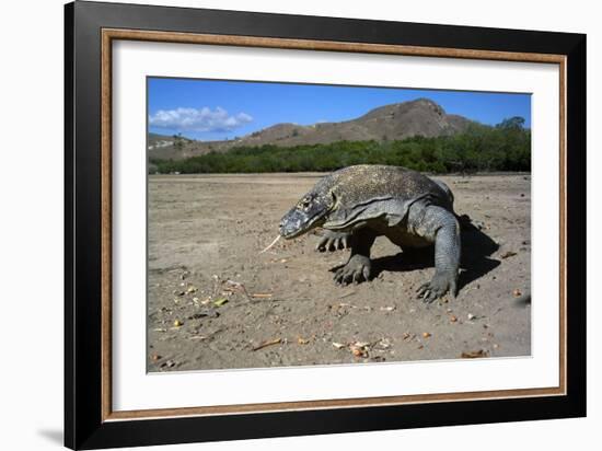 Komodo Dragon-Peter Scoones-Framed Photographic Print