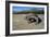 Komodo Dragon-Peter Scoones-Framed Photographic Print