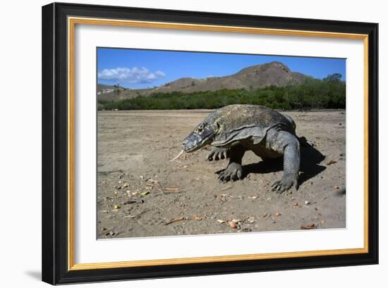 Komodo Dragon-Peter Scoones-Framed Photographic Print