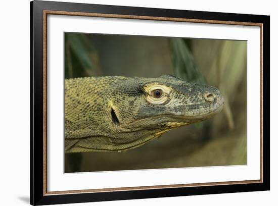 Komodo Dragon-Joe McDonald-Framed Photographic Print