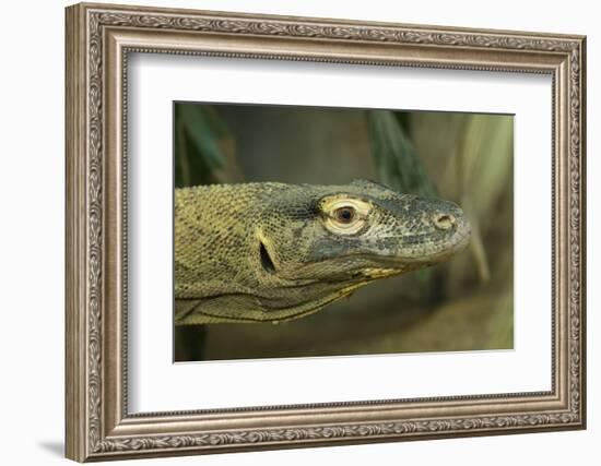 Komodo Dragon-Joe McDonald-Framed Photographic Print