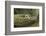 Komodo Dragon-Joe McDonald-Framed Photographic Print