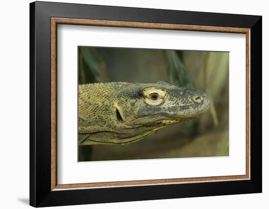 Komodo Dragon-Joe McDonald-Framed Photographic Print