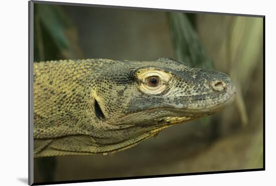 Komodo Dragon-Joe McDonald-Mounted Photographic Print