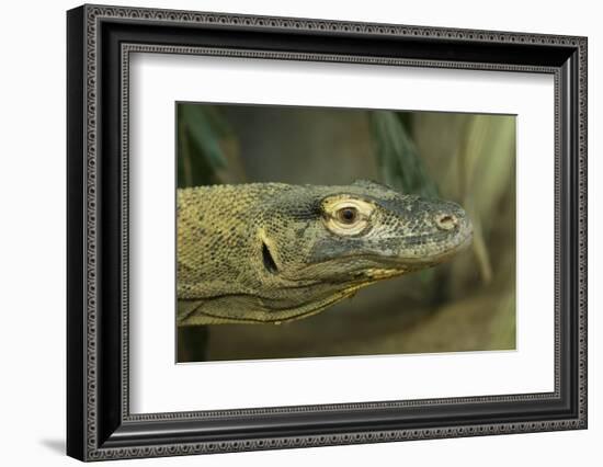 Komodo Dragon-Joe McDonald-Framed Photographic Print