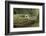 Komodo Dragon-Joe McDonald-Framed Photographic Print