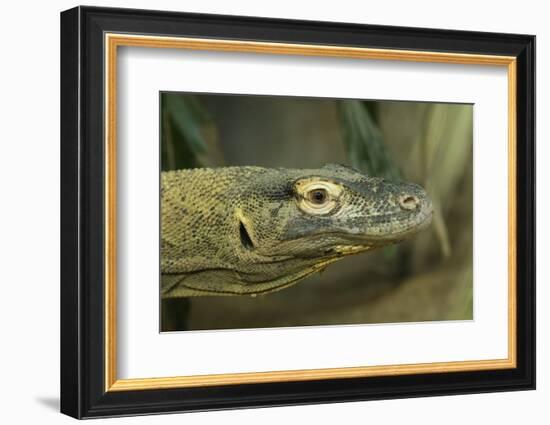 Komodo Dragon-Joe McDonald-Framed Photographic Print