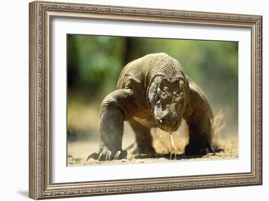 Komodo Dragon-Adrian Warren-Framed Photographic Print