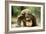 Komodo Dragon-Adrian Warren-Framed Photographic Print