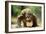 Komodo Dragon-Adrian Warren-Framed Photographic Print