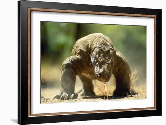 Komodo Dragon-Adrian Warren-Framed Photographic Print