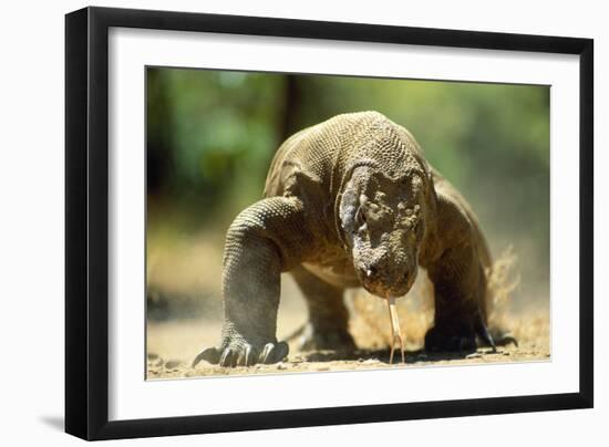 Komodo Dragon-Adrian Warren-Framed Photographic Print