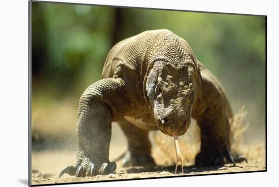 Komodo Dragon-Adrian Warren-Mounted Photographic Print