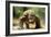 Komodo Dragon-Adrian Warren-Framed Photographic Print