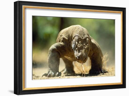 Komodo Dragon-Adrian Warren-Framed Photographic Print