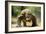 Komodo Dragon-Adrian Warren-Framed Photographic Print