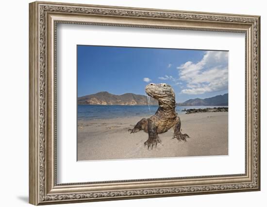 Komodo dragons on shore with saliva dripping from mouth, Komodo National Park, Indonesia-David Fleetham-Framed Photographic Print