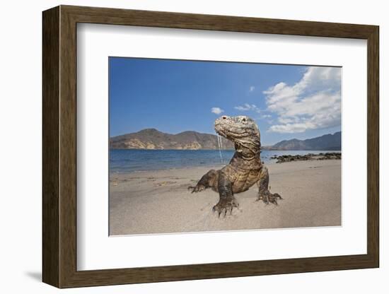 Komodo dragons on shore with saliva dripping from mouth, Komodo National Park, Indonesia-David Fleetham-Framed Photographic Print