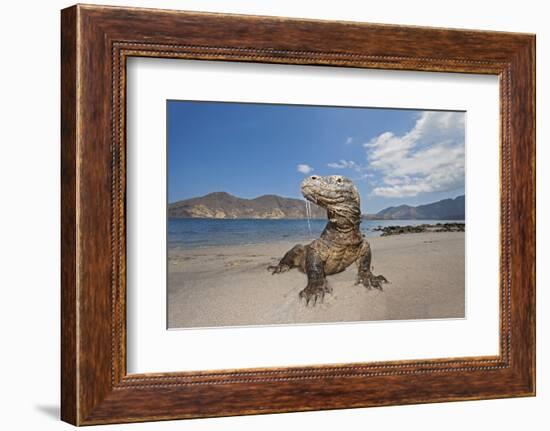 Komodo dragons on shore with saliva dripping from mouth, Komodo National Park, Indonesia-David Fleetham-Framed Photographic Print