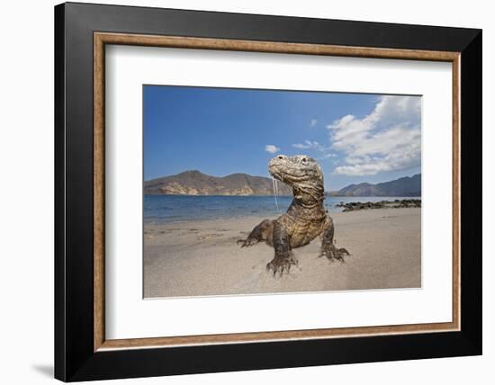 Komodo dragons on shore with saliva dripping from mouth, Komodo National Park, Indonesia-David Fleetham-Framed Photographic Print