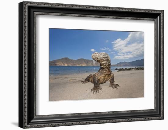 Komodo dragons on shore with saliva dripping from mouth, Komodo National Park, Indonesia-David Fleetham-Framed Photographic Print