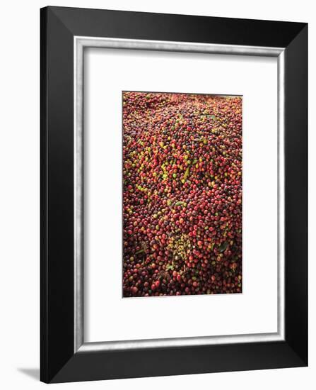 Kona coffee beans, coffee plantation, Big Island, Hawaii, USA-Stuart Westmorland-Framed Photographic Print