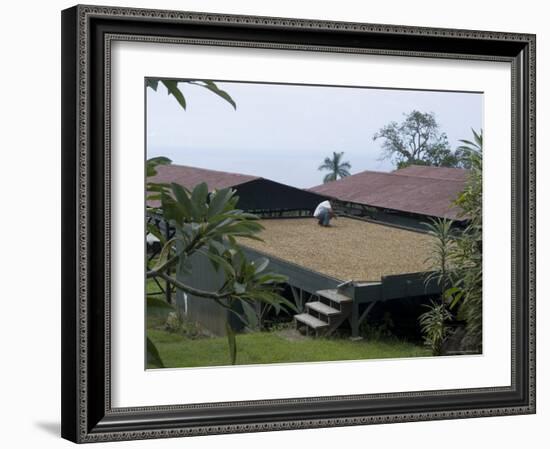 Kona Coffee Beans Drying in the Sun, Greenwell Coffee Plantation, Kona, Hawaii-Ethel Davies-Framed Photographic Print