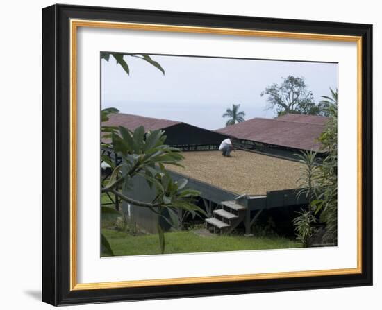 Kona Coffee Beans Drying in the Sun, Greenwell Coffee Plantation, Kona, Hawaii-Ethel Davies-Framed Photographic Print