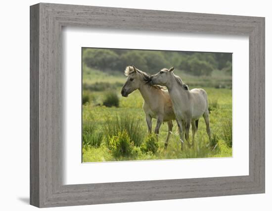 Konik Horses Mutual Grooming, Wild Herd in Rewilding Project, Wicken Fen, Cambridgeshire, UK, June-Terry Whittaker-Framed Photographic Print