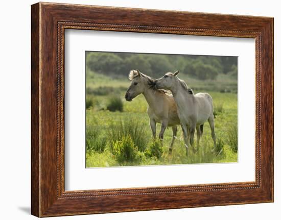 Konik Horses Mutual Grooming, Wild Herd in Rewilding Project, Wicken Fen, Cambridgeshire, UK, June-Terry Whittaker-Framed Photographic Print