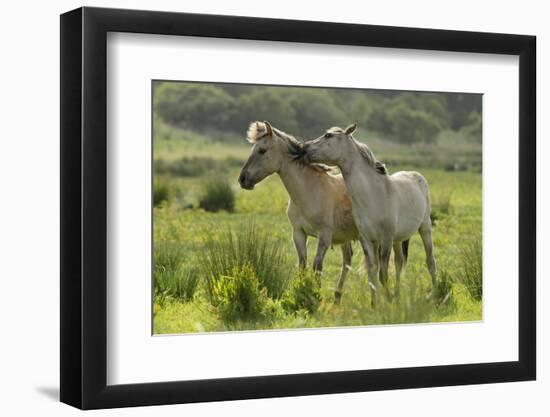 Konik Horses Mutual Grooming, Wild Herd in Rewilding Project, Wicken Fen, Cambridgeshire, UK, June-Terry Whittaker-Framed Photographic Print