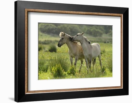 Konik Horses Mutual Grooming, Wild Herd in Rewilding Project, Wicken Fen, Cambridgeshire, UK, June-Terry Whittaker-Framed Photographic Print