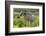 Konik Horses Mutual Grooming, Wild Herd in Rewilding Project, Wicken Fen, Cambridgeshire, UK, June-Terry Whittaker-Framed Photographic Print