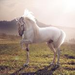 Picture of Majestic White Arabian Horse-Konrad B?k-Framed Photographic Print