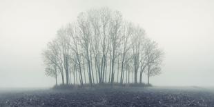 Small Forest in Autumn Foggy Morning-Konrad B?k-Framed Photographic Print