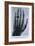 Konrad Roentgen's X-Ray of the Hand of Showing Bones and the Ring, 1895-null-Framed Art Print