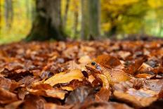 Agile frog sitting in autumn leaves on forest floor, Germany-Konrad Wothe-Photographic Print