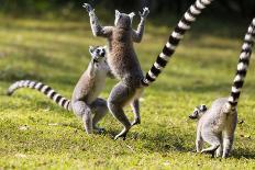 Ringtailed Lemurs Playing (Lemur Catta) Nahampoana Reserve, South Madagascar, Africa-Konrad Wothe-Photographic Print